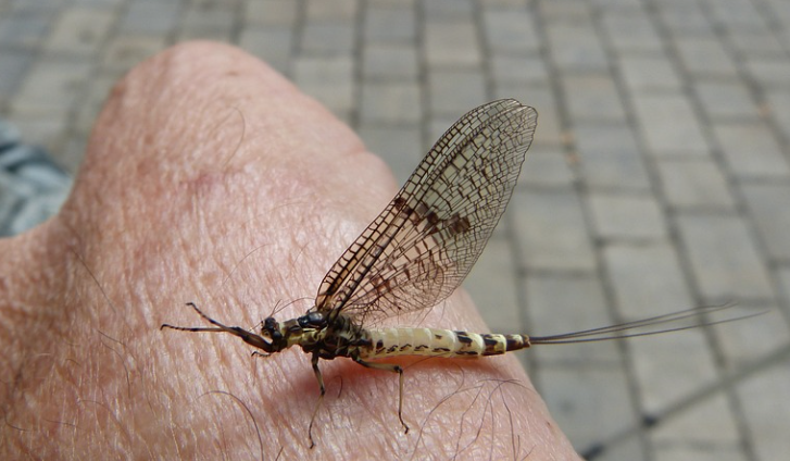 mayfly