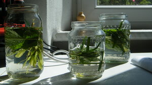hay infusion